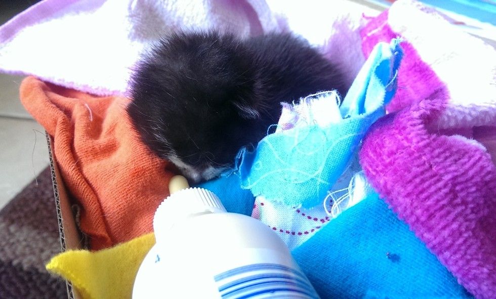 kitten rescued on driveway, bottle