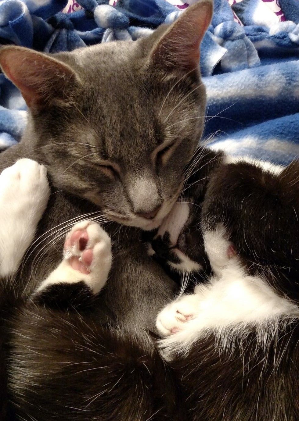 kitten rescued on driveway cuddling sleeping with cat best friends