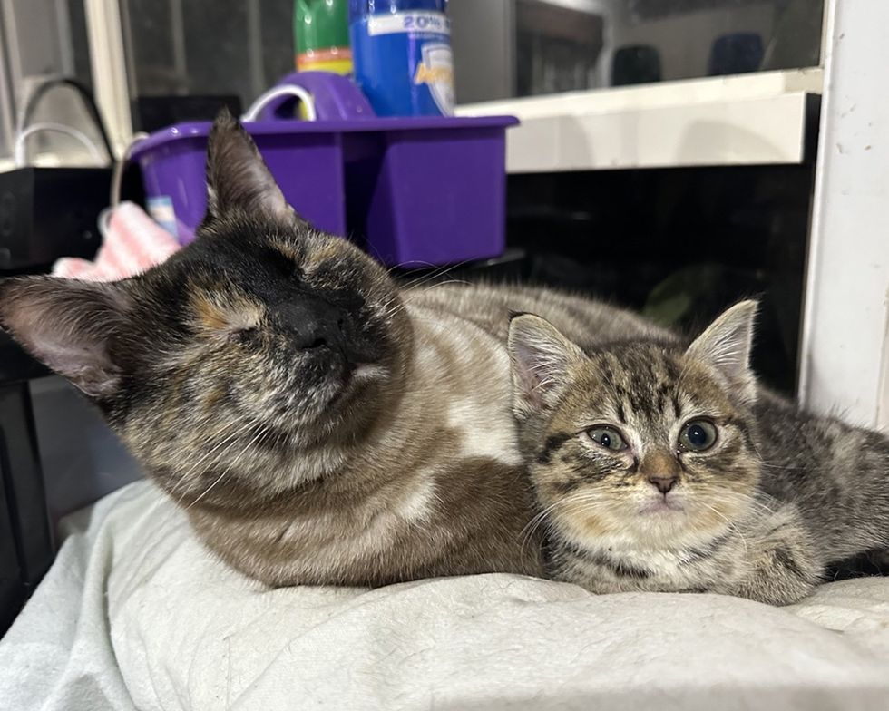 kitten resident cat friends