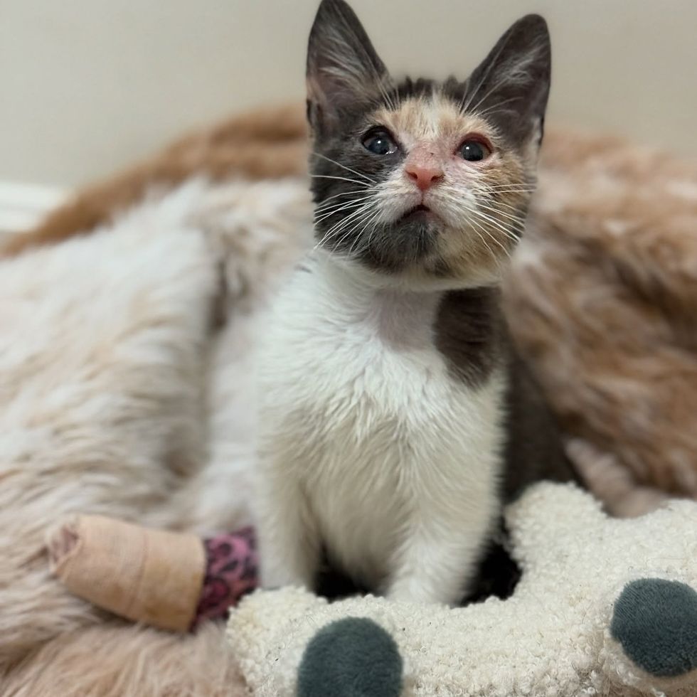 kitten resilience leg splint
