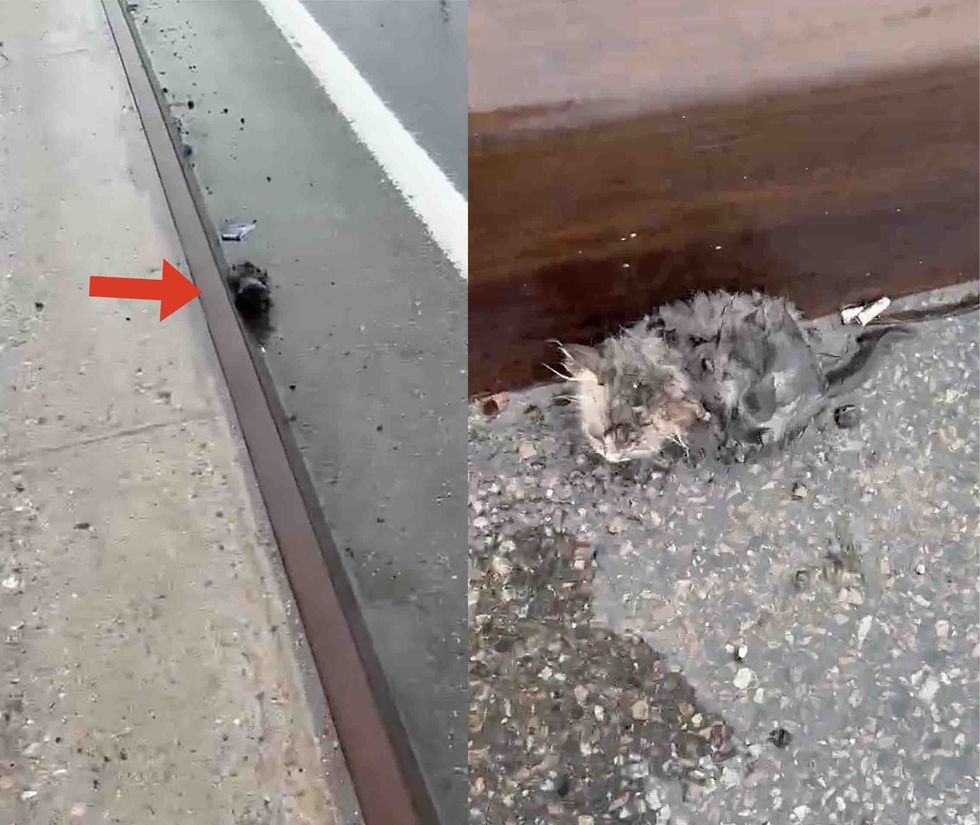 kitten roadside bridge rain