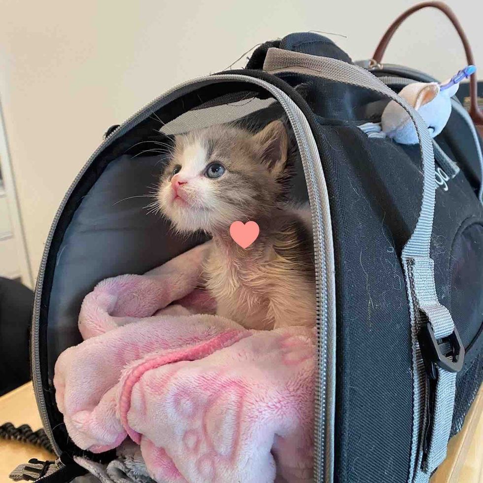 kitten safe carrier