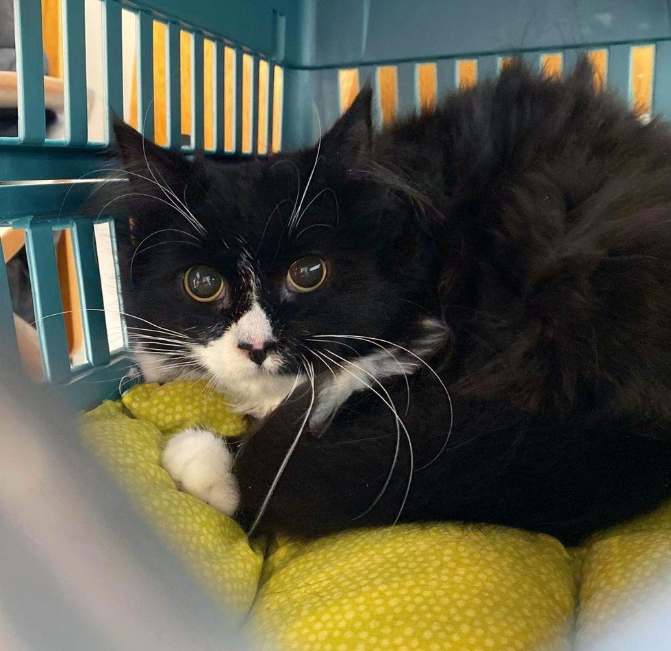 kitten scared wide eyes