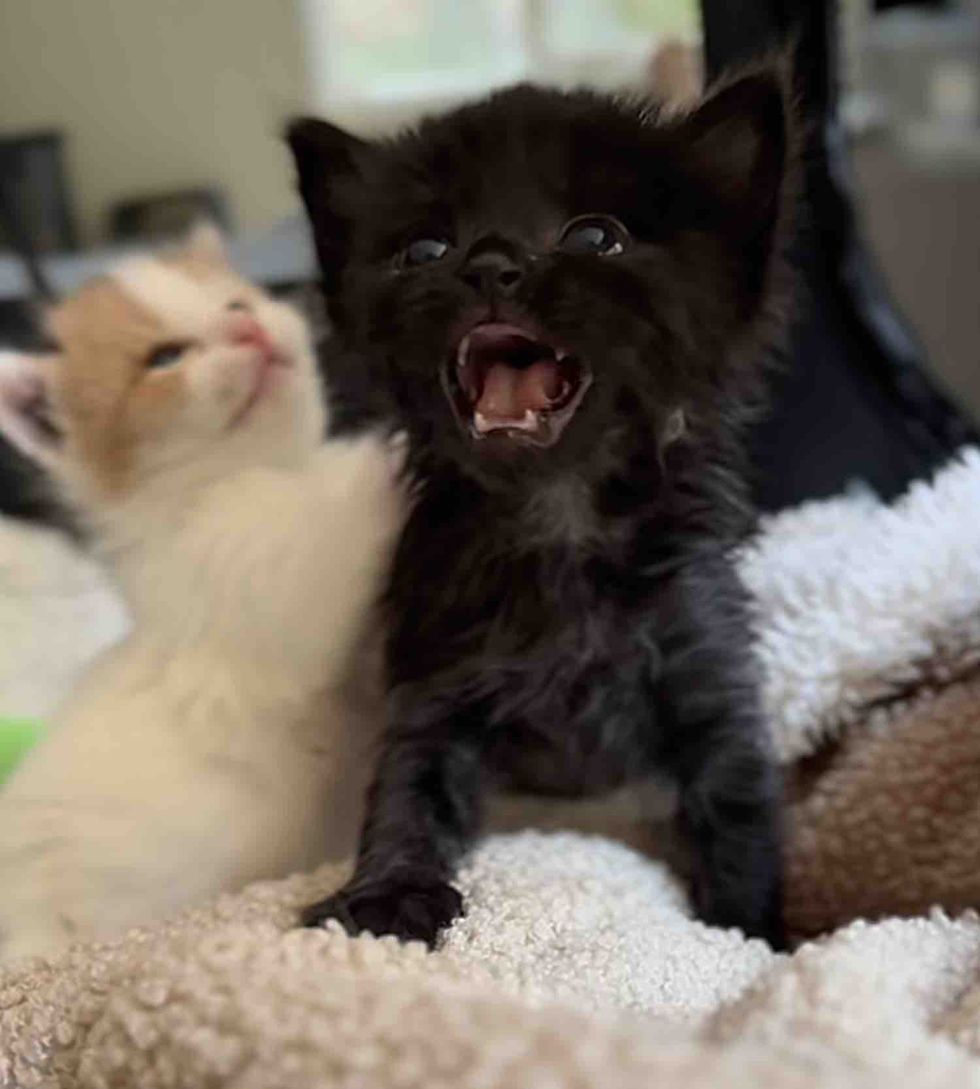 kitten screaming demanding