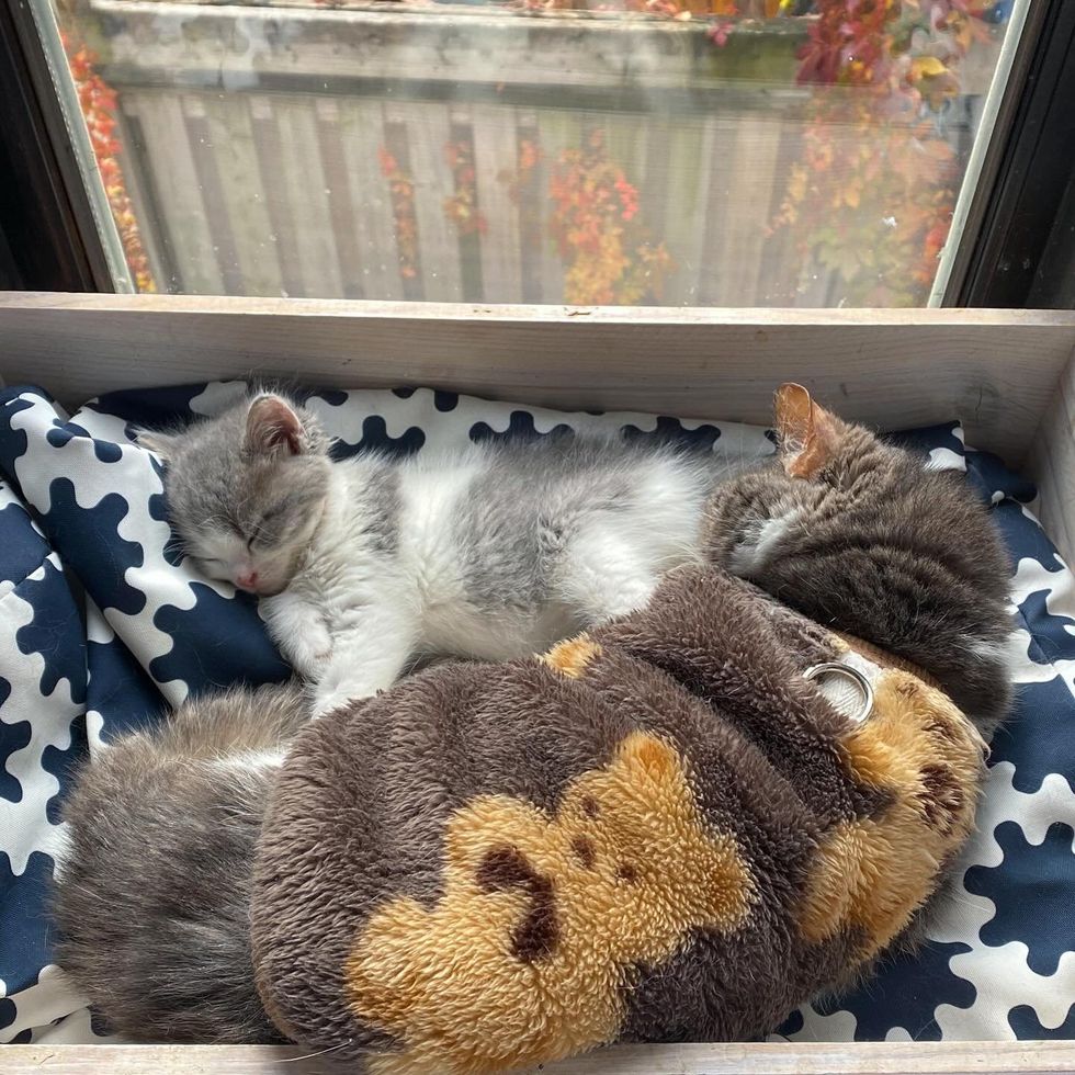 kitten senior cat napping