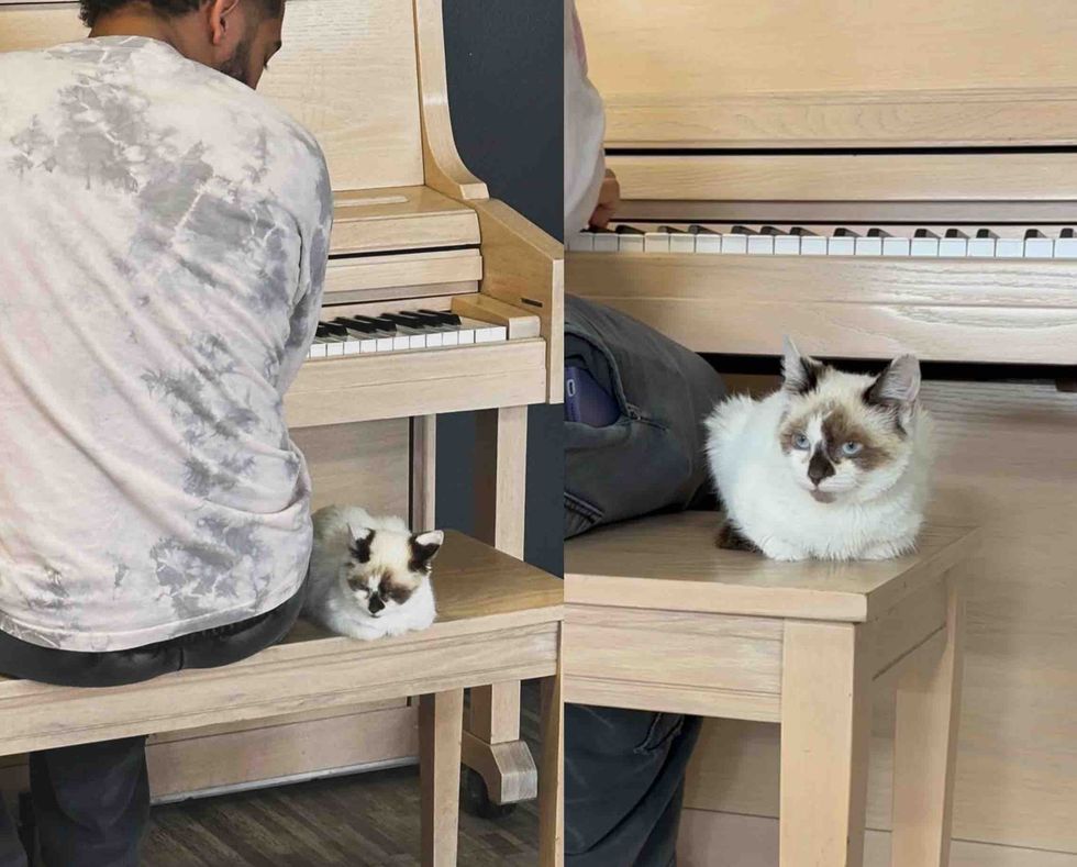 kitten serenaded piano