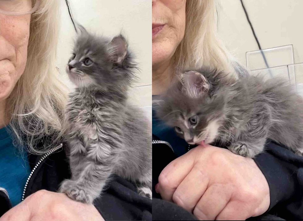 kitten shoulder cat snuggles