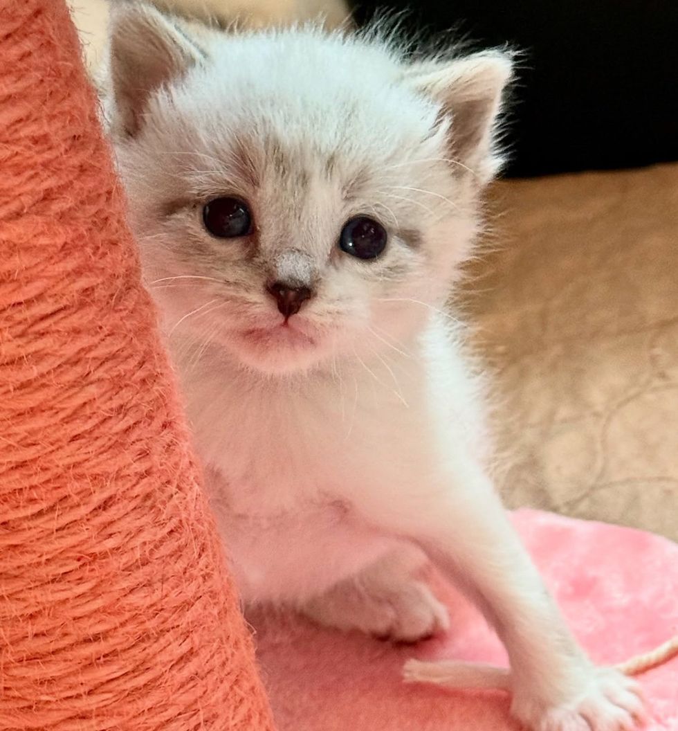 kitten siamese mix