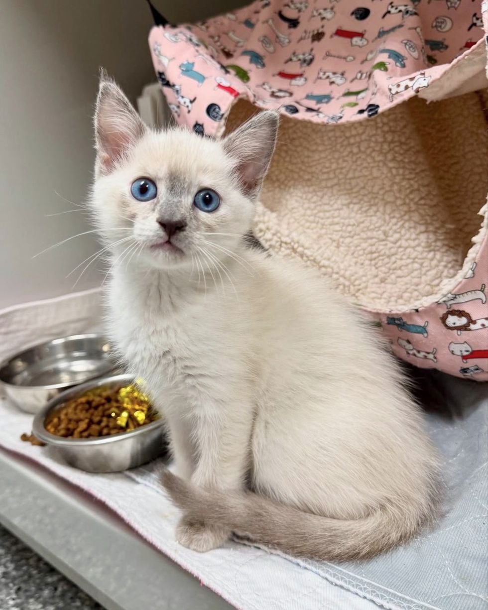 kitten siamese mix