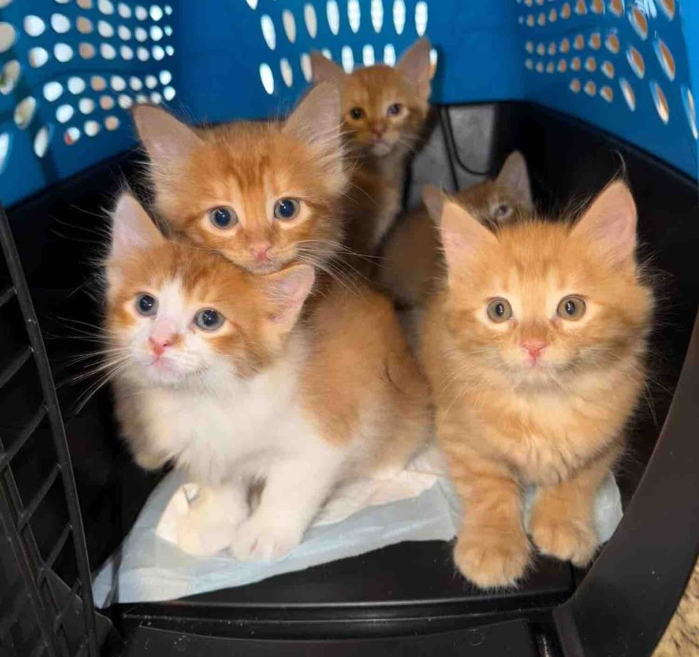 kitten siblings in carrier