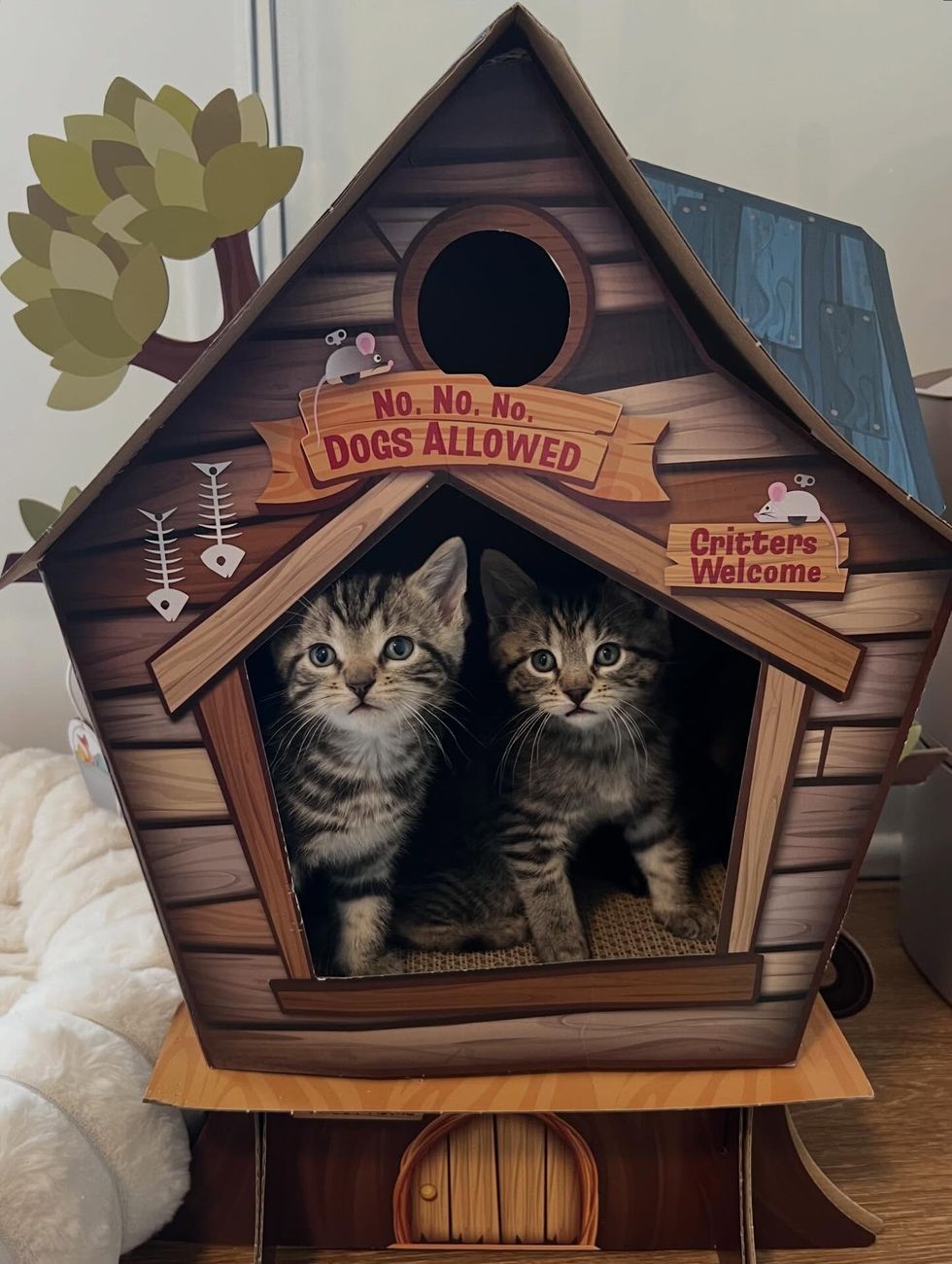 kitten siblings in playhouse