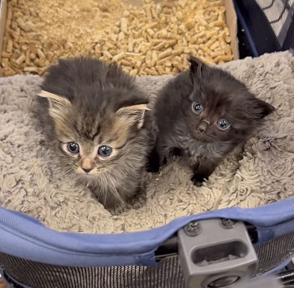 kitten sisters bonded