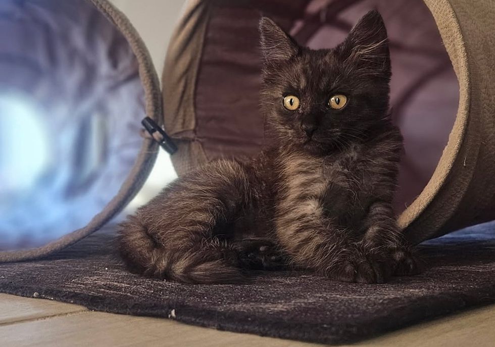 Kitten sitting at the entrance of a fabric cat tunnel, looking off to the side.