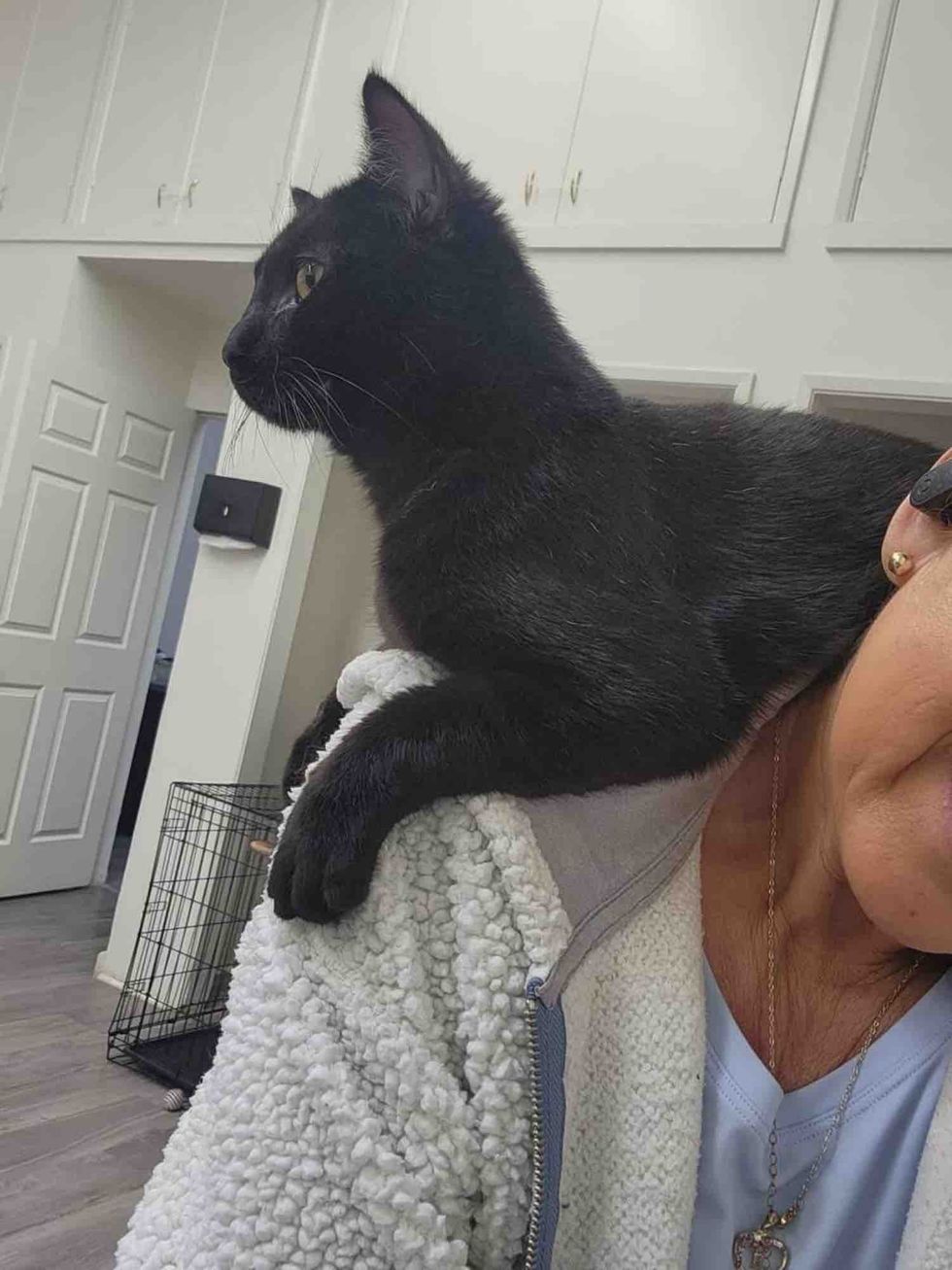 kitten sitting on caretakers shoulder
