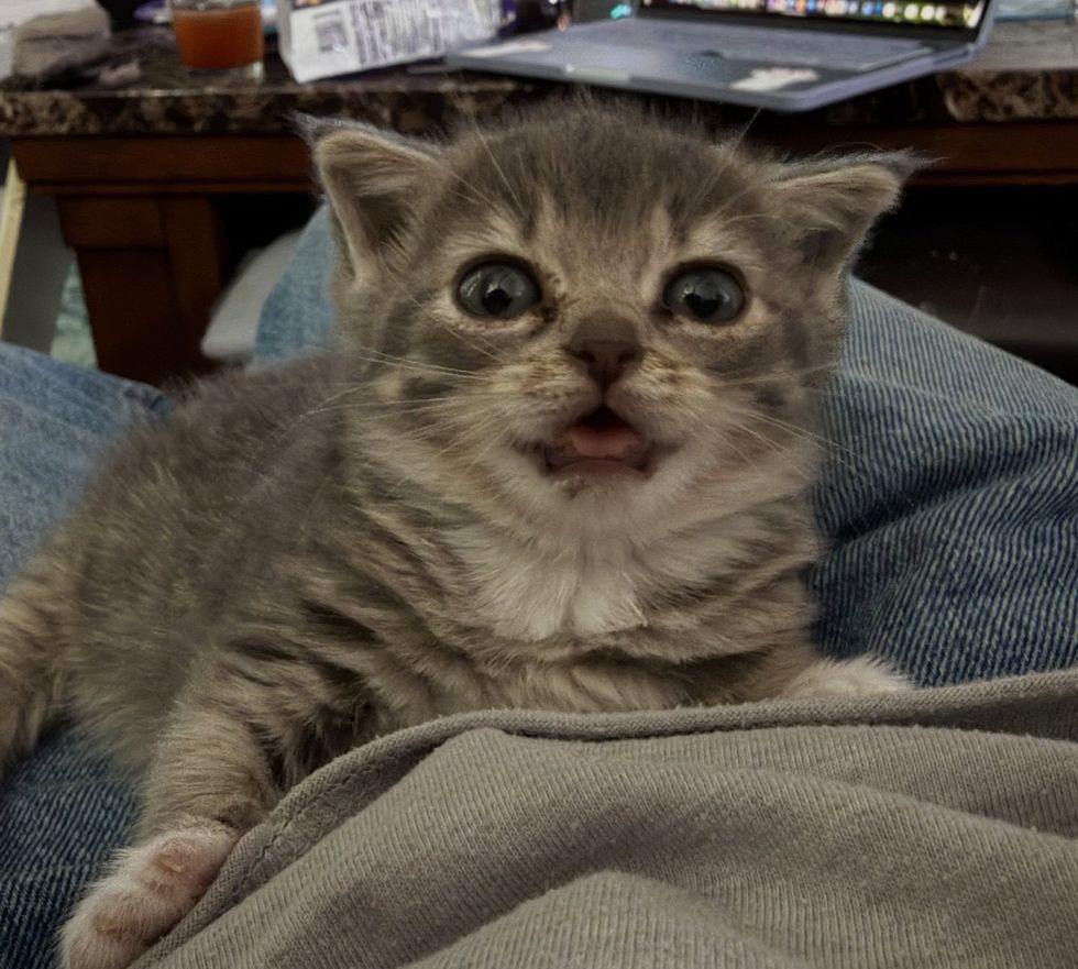 Kitten sitting on lap of vet with mouth open meowing