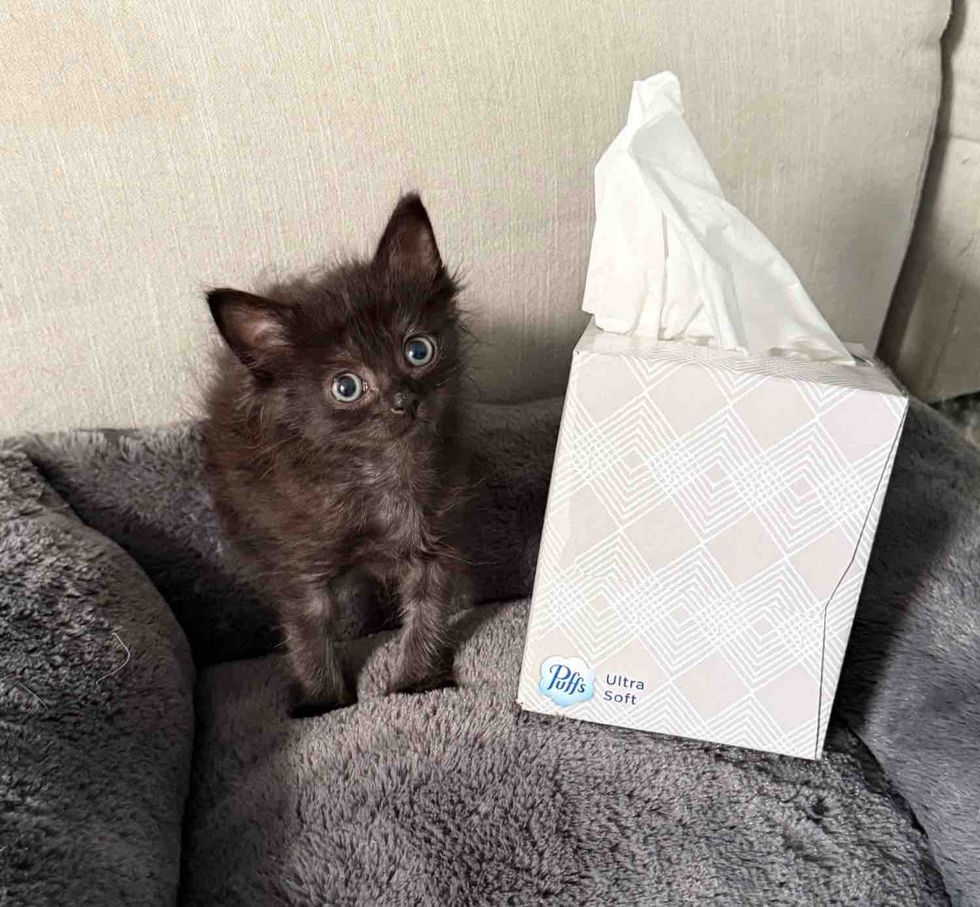 kitten size tissue box