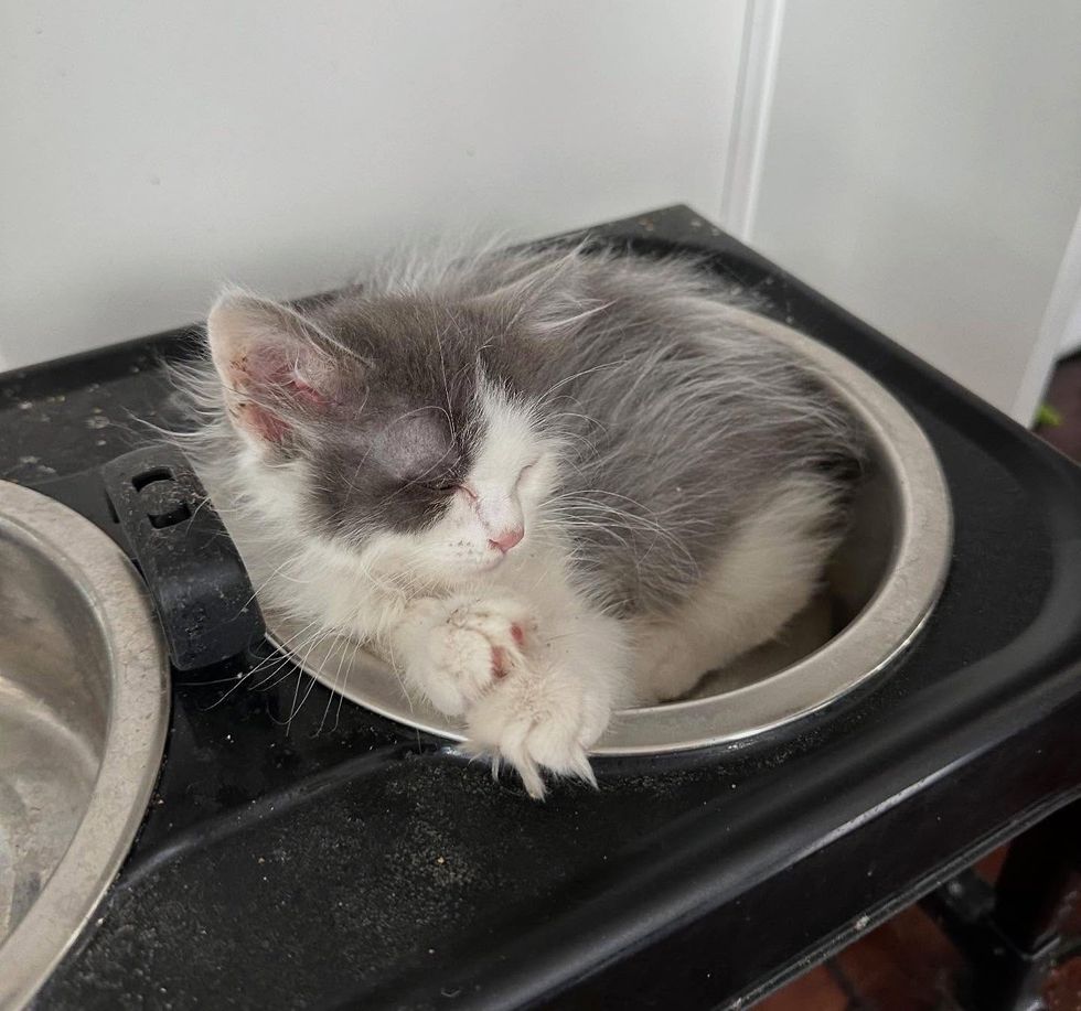 kitten sleeping dog bowl