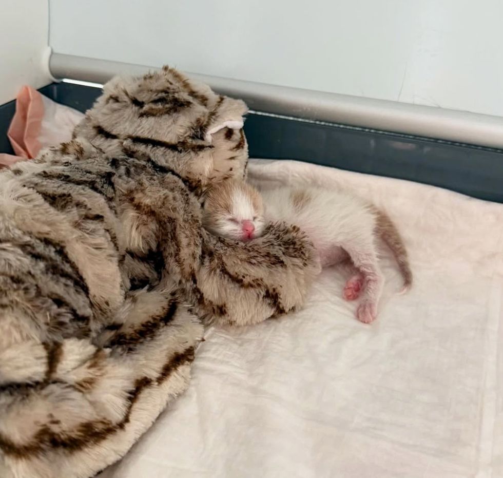 kitten sleeping snuggly plush
