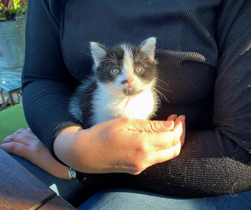 kitten small cuddles