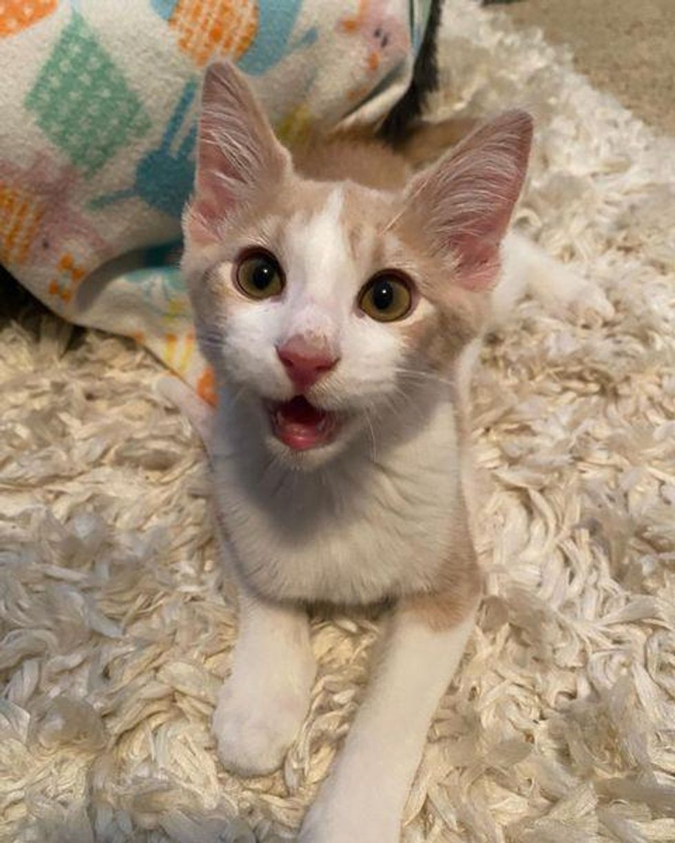 kitten smiley cat