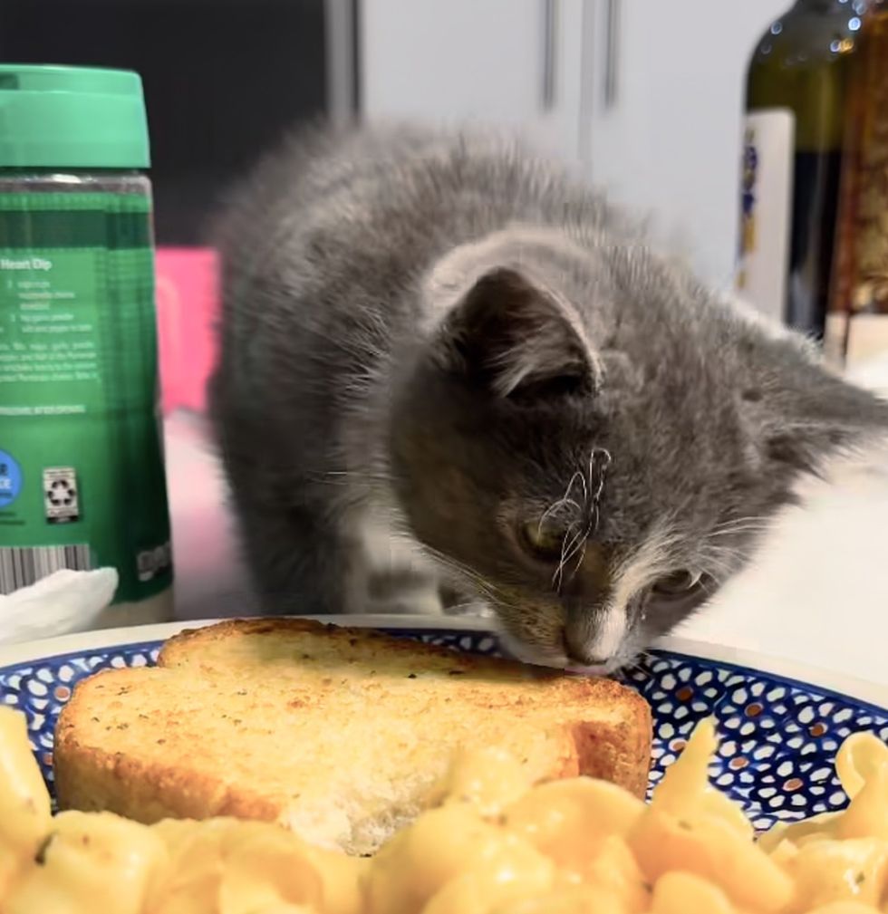 kitten sneak snack food