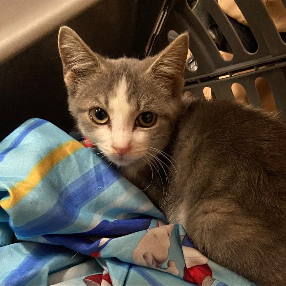 kitten snuggles blanket