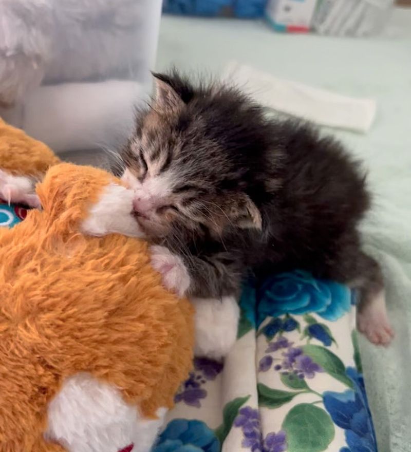 kitten snuggles cat plush