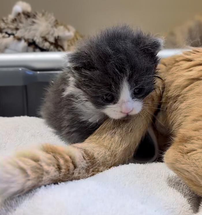 kitten snuggles cat tail