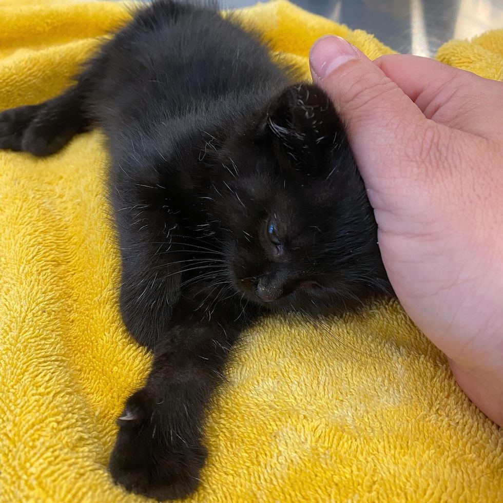 kitten snuggles hand