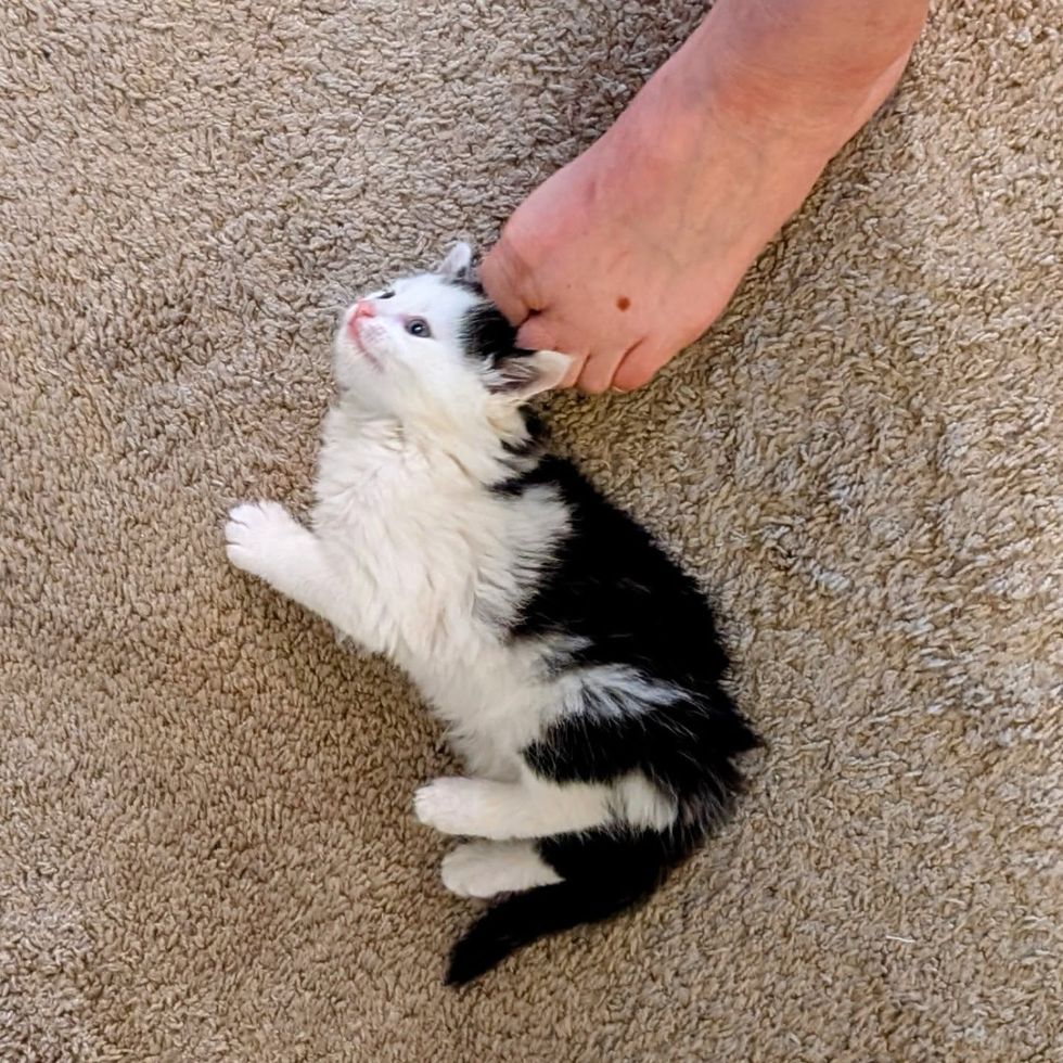 kitten snuggles happy