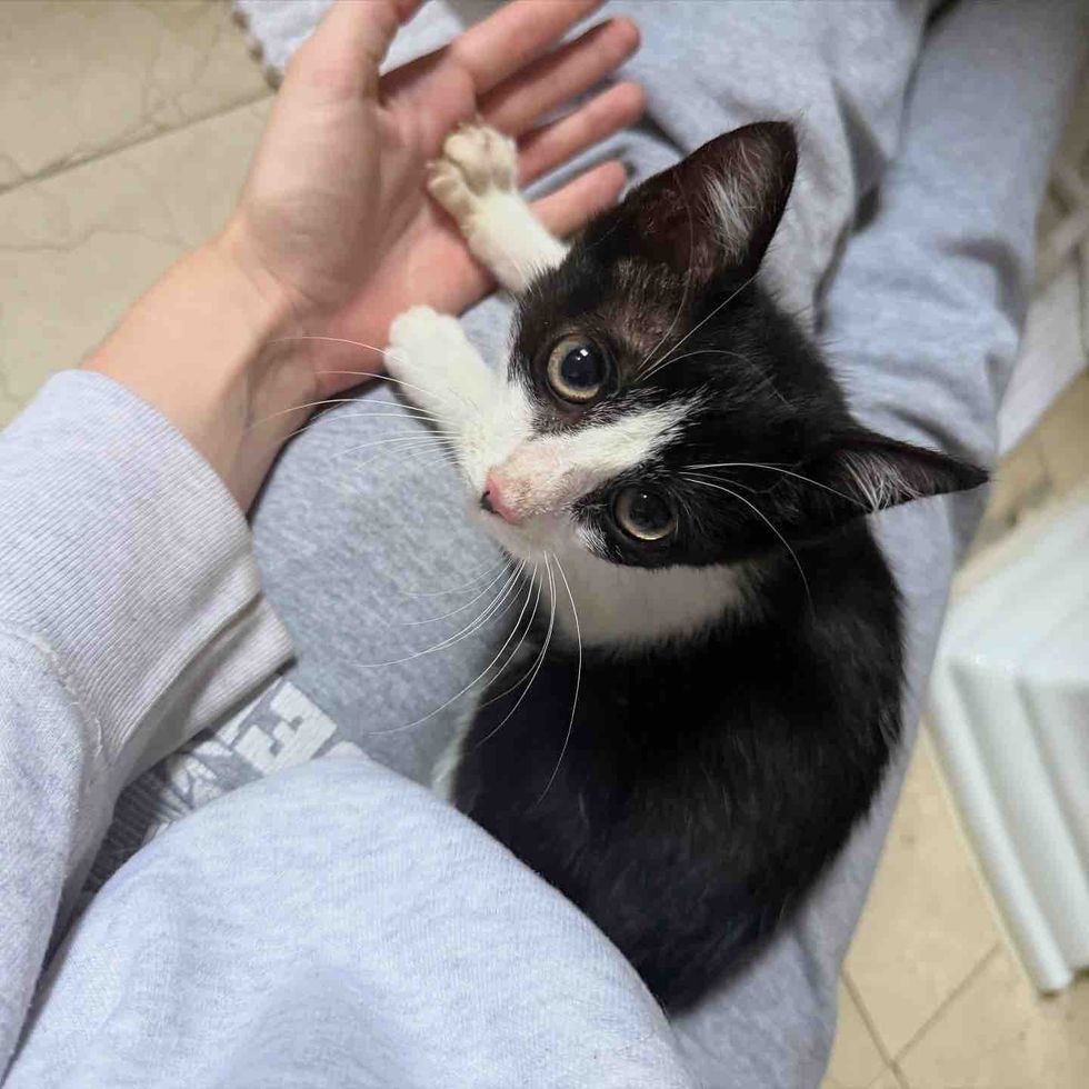 kitten snuggles holding hands