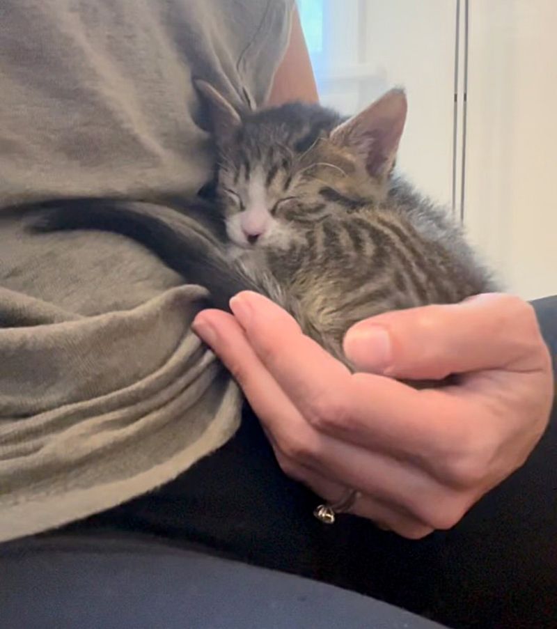 kitten snuggles in hand