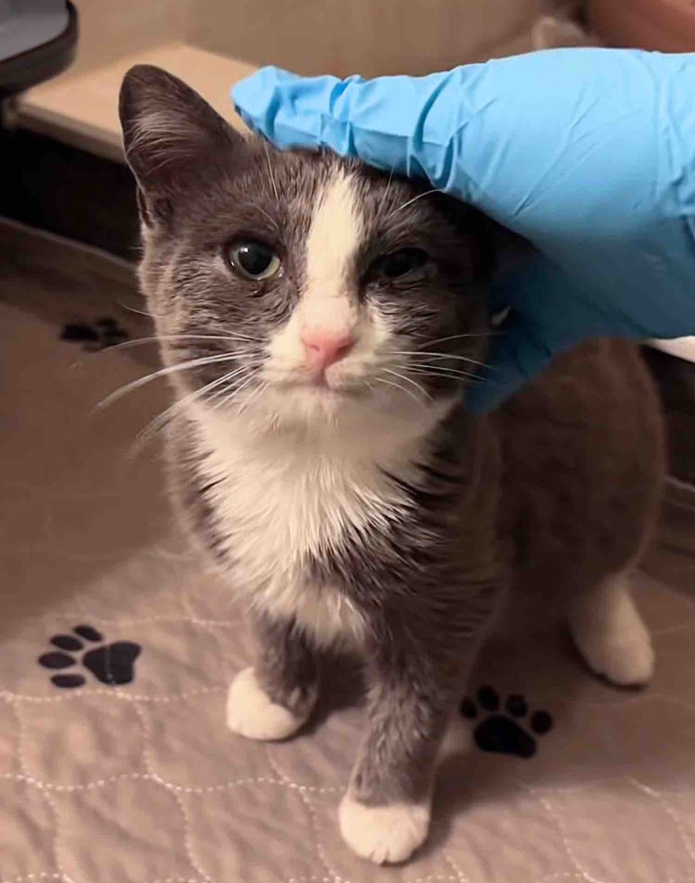 kitten snuggles indoors