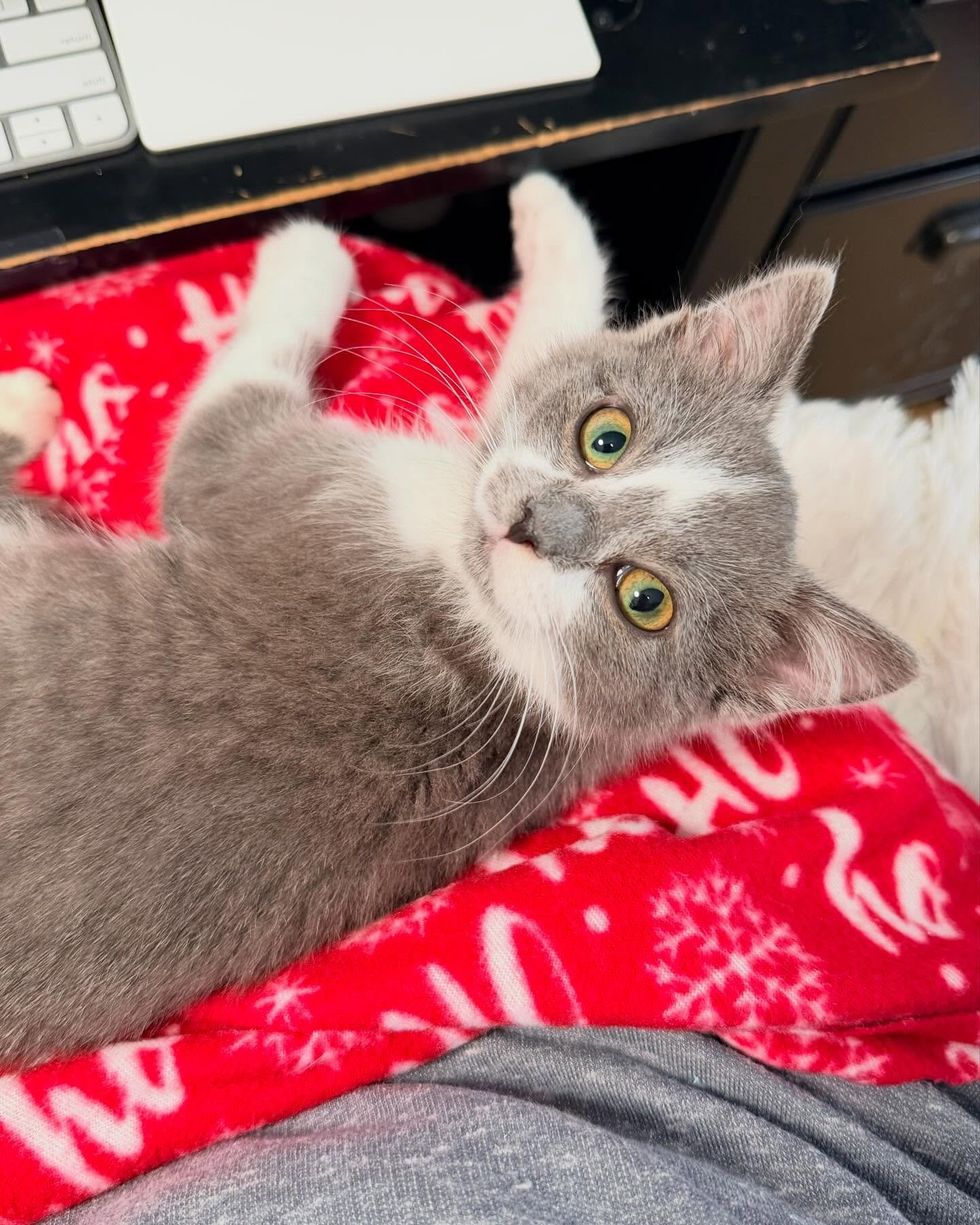 kitten snuggles lap cat