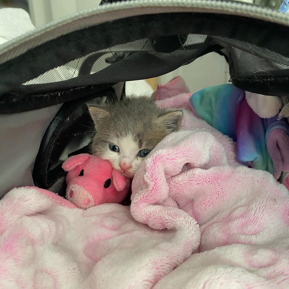kitten snuggles pig toy