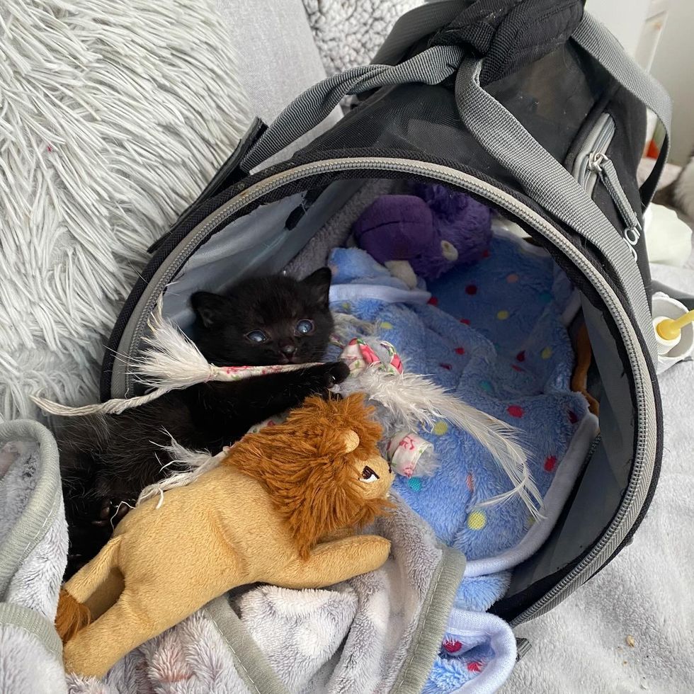 kitten snuggles plush lion