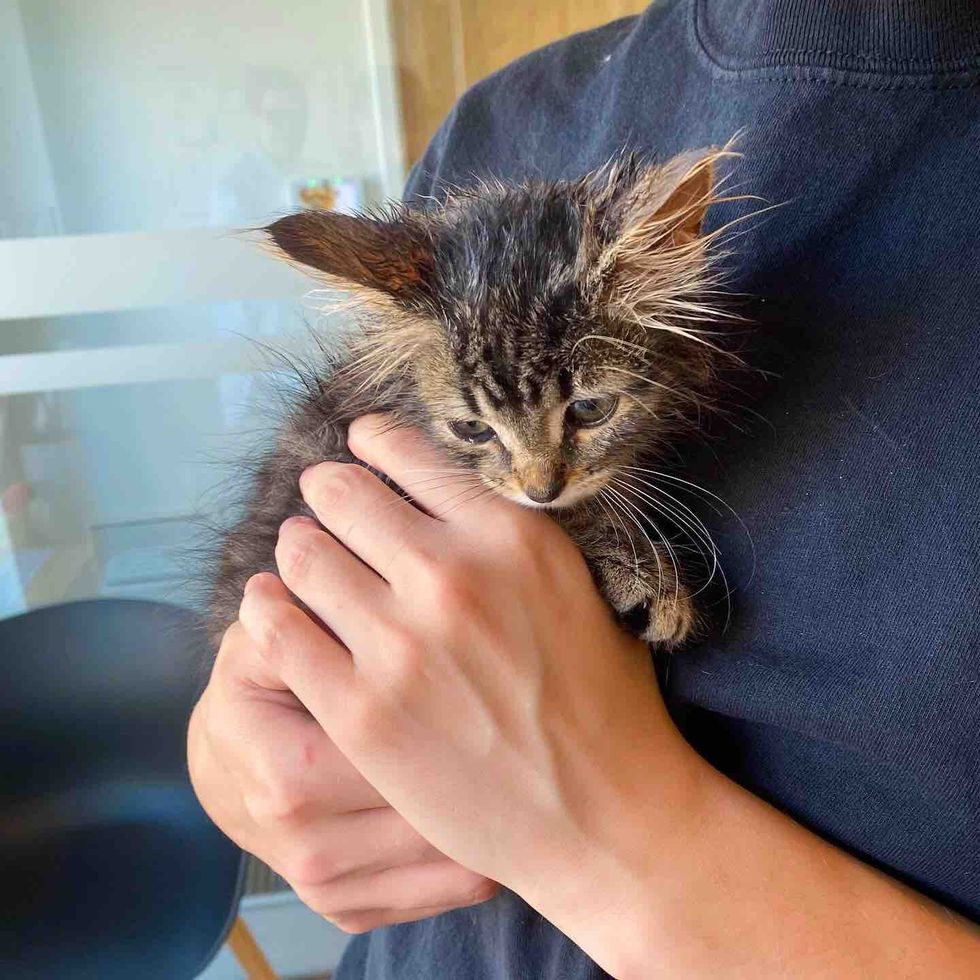 kitten snuggles safe