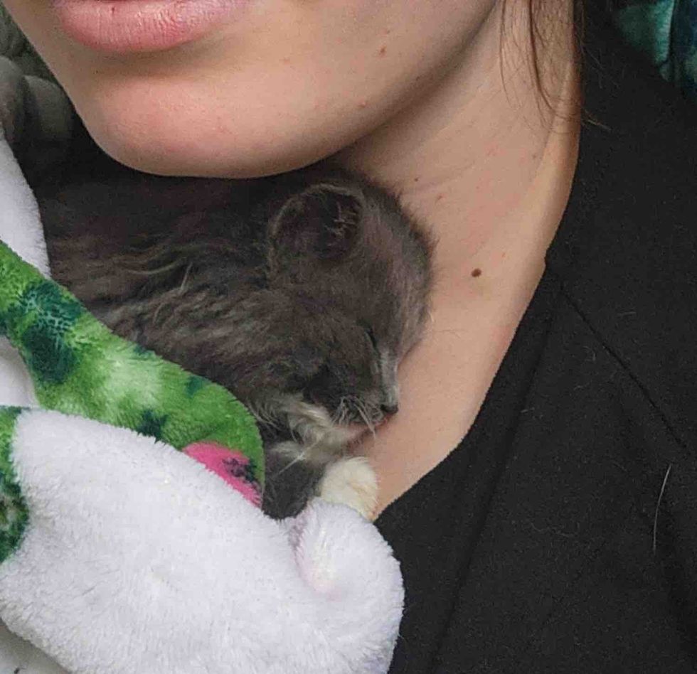 kitten snuggles sleeping