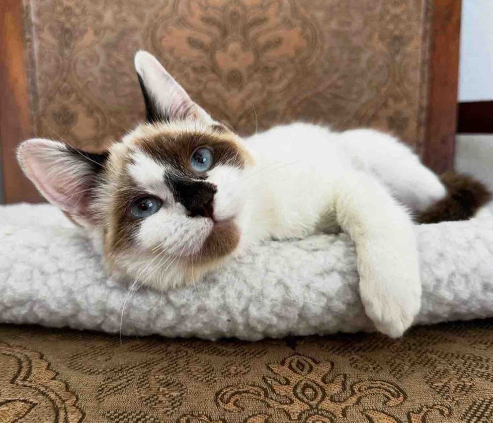 kitten snuggly blue eyes