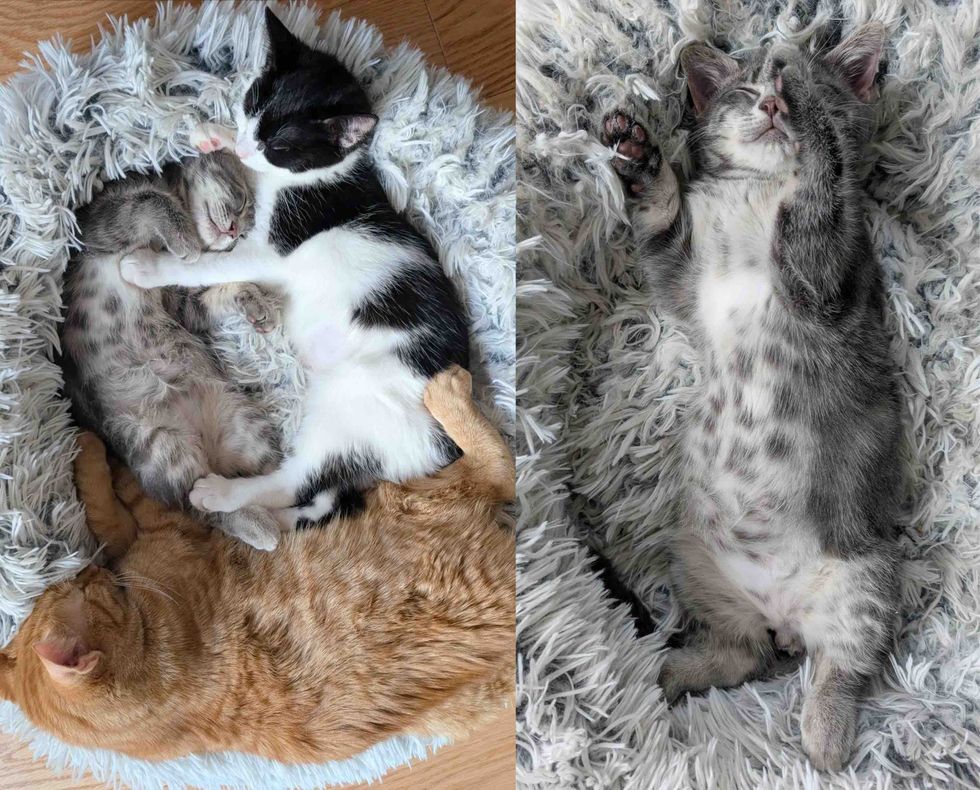 kitten snuggly friends happy