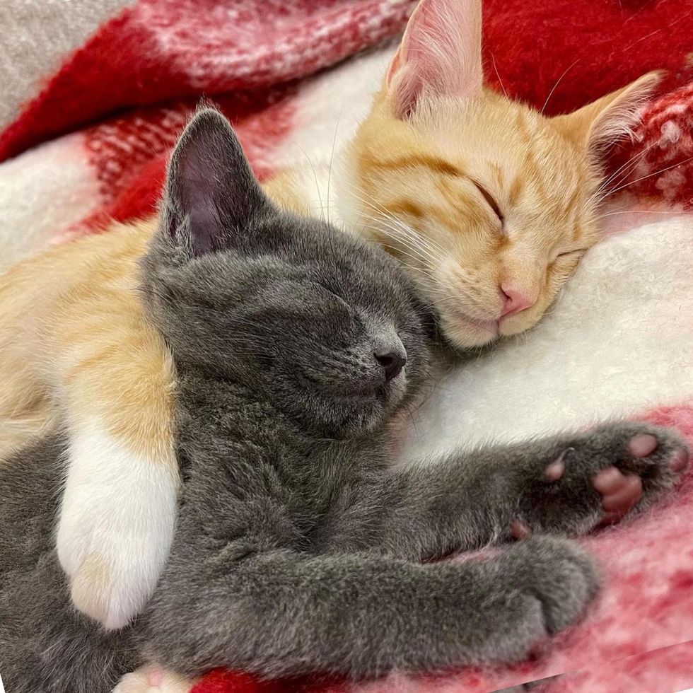 kitten snuggly friends