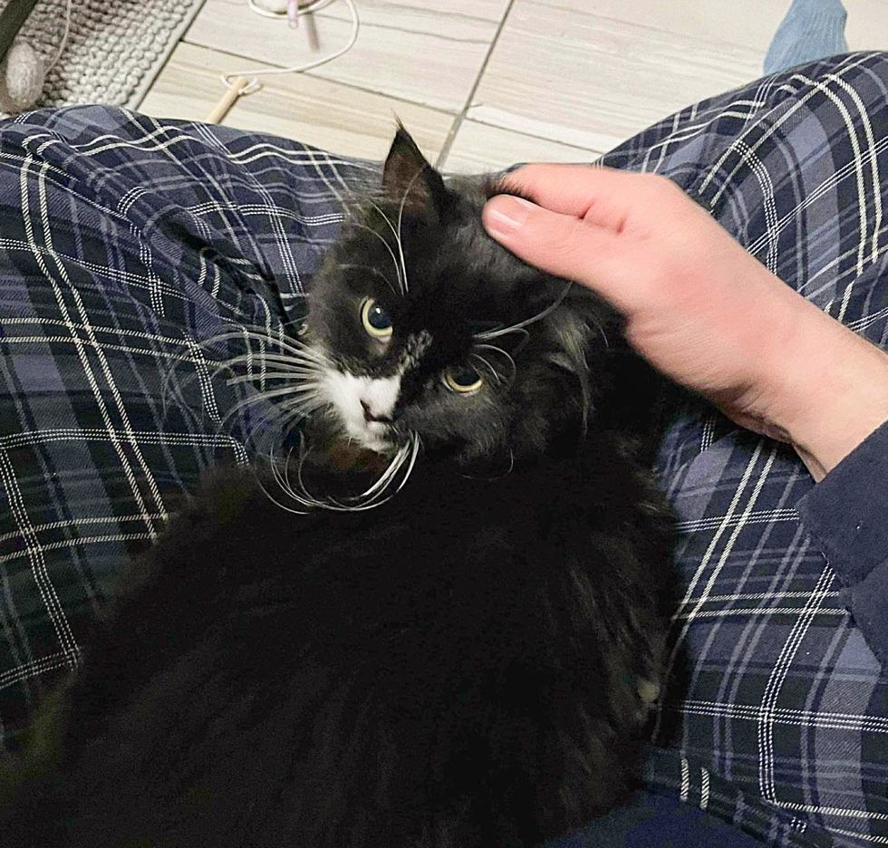 kitten snuggly lap cat