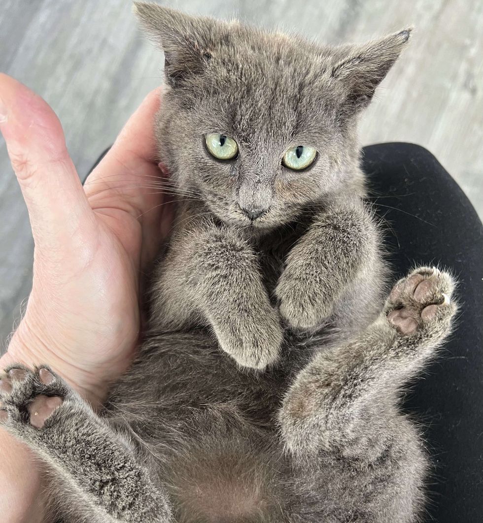 kitten snuggly lap cat