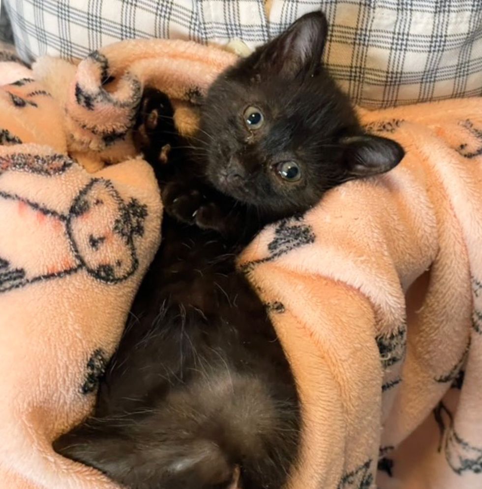 kitten snuggly two legged