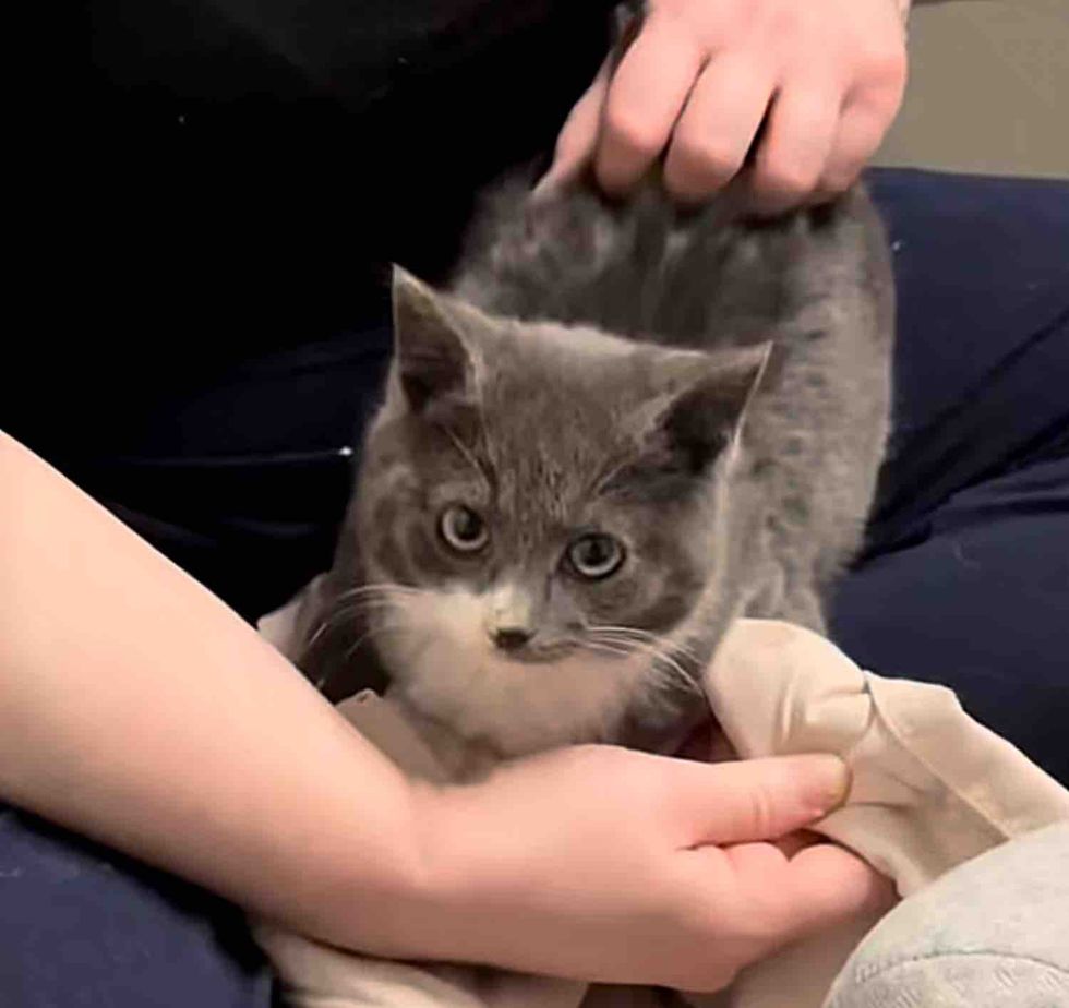 kitten socialized cuddle session