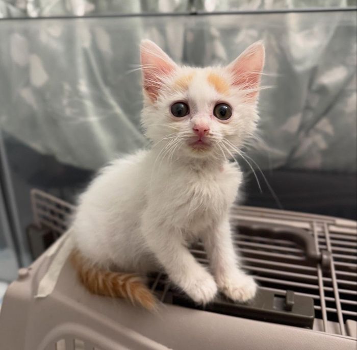 kitten standing carrier