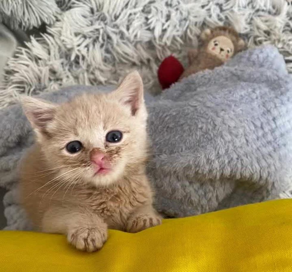 kitten stare