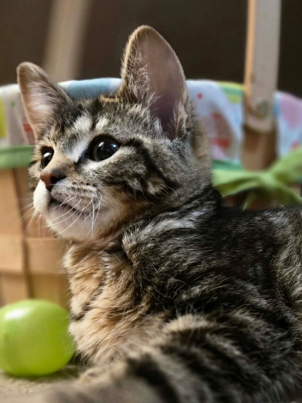 Kitten staring into distance