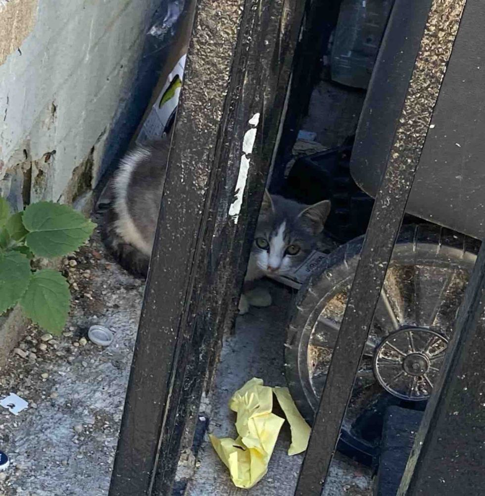 kitten stray hiding
