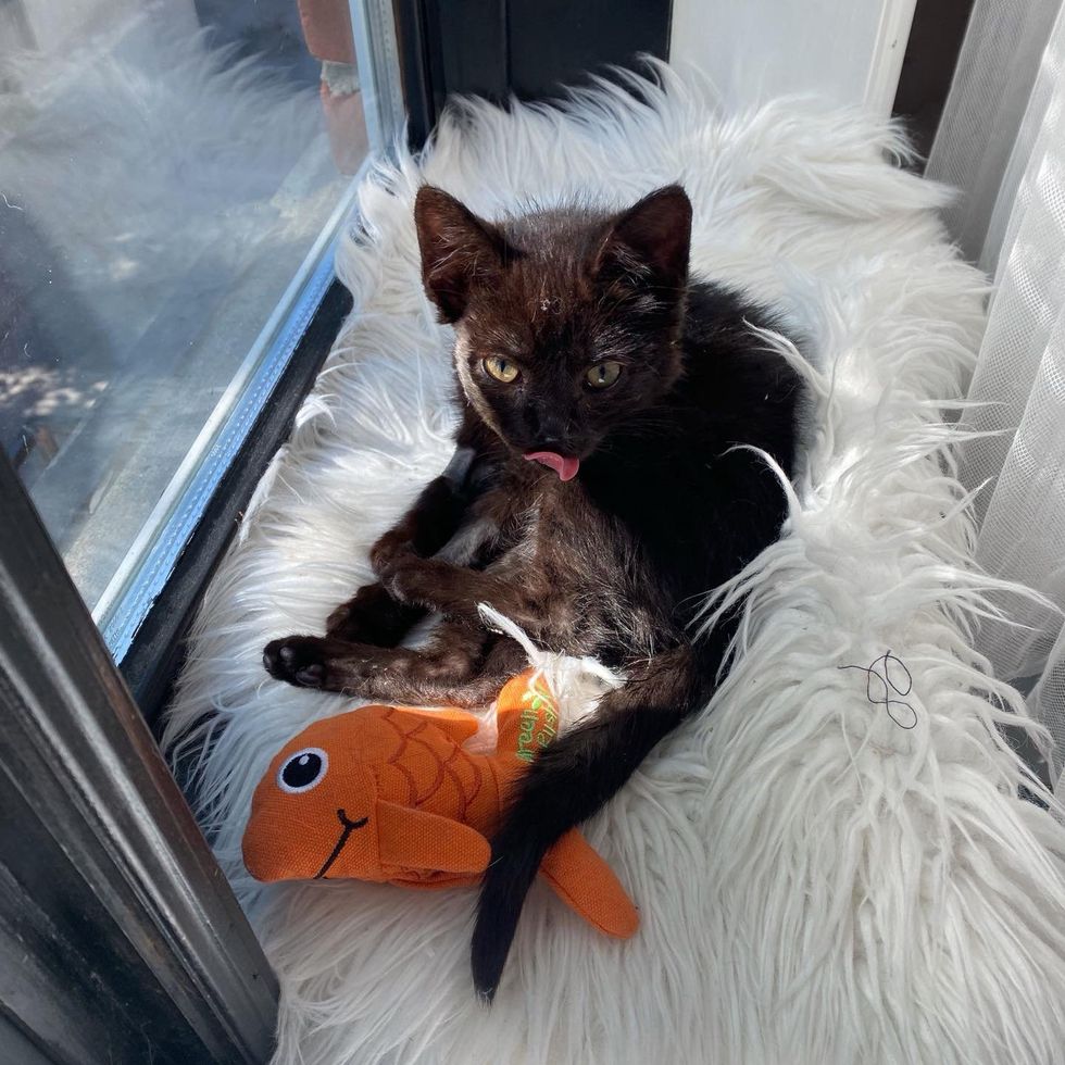 kitten sun window